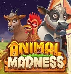 Animal Madness